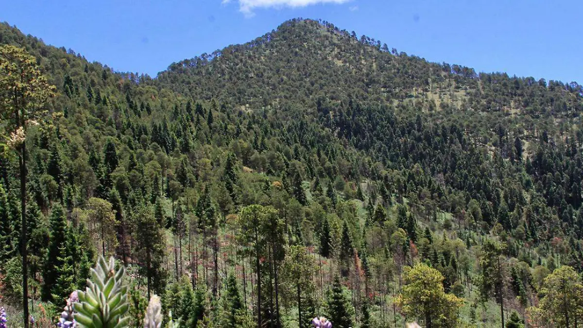 El descuido al que está sometido el Parque Nacional de la Malinche y que es concebido mediante la tala desmedida y la escasa reforestación